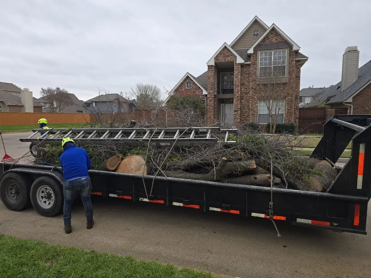 Expert Tree Removal with proper safety equipment in Disputanta